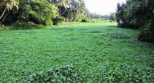 Water hyacinths clog the Poorna river in Tripunithura.— Photo:Vipin Chandran